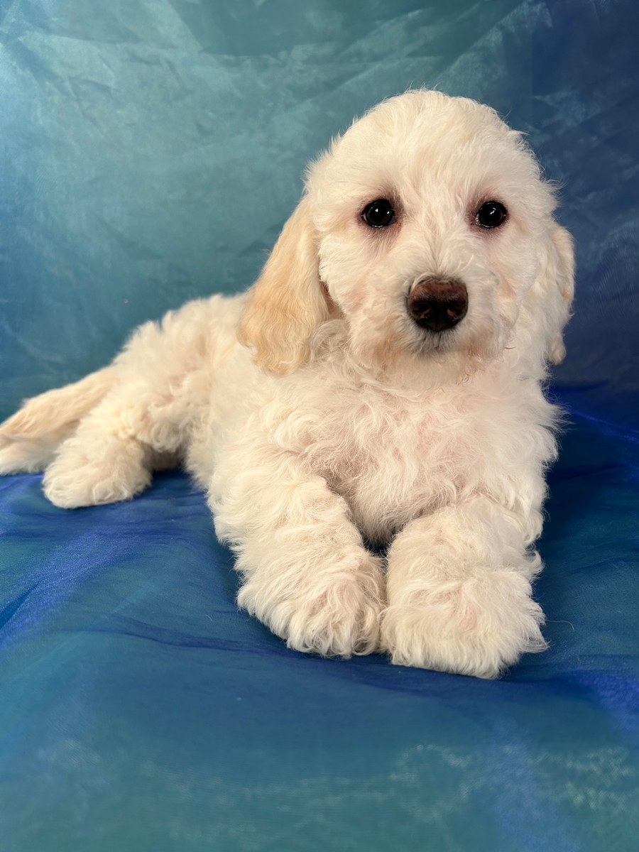 All White Female Bichon poo Puppy for Sale in Iowa DOB 1-3-2024